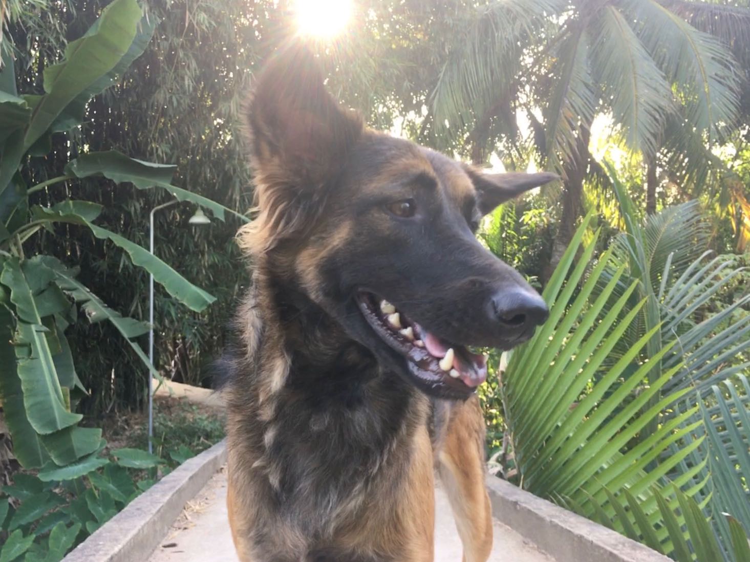 Diva