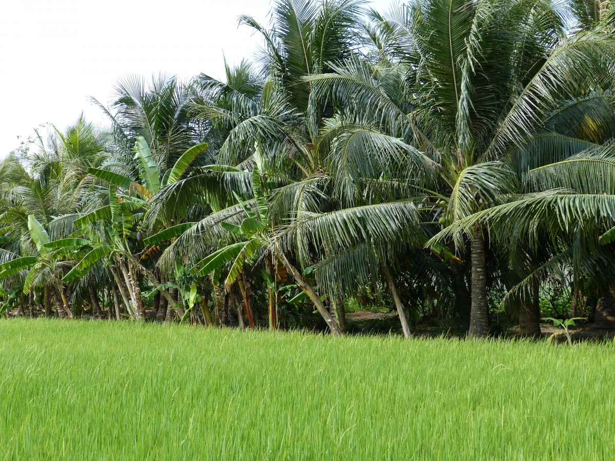 Mekong