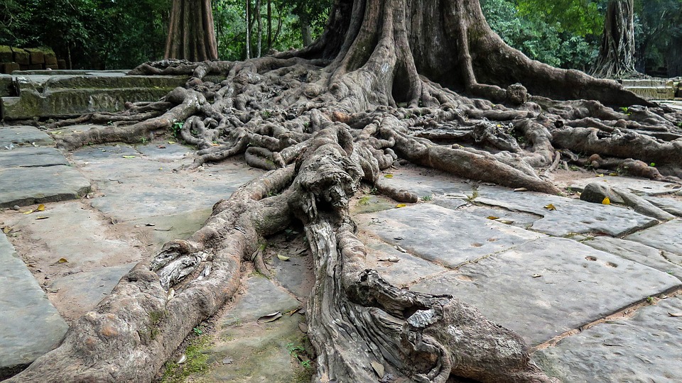 Ta Prohm
